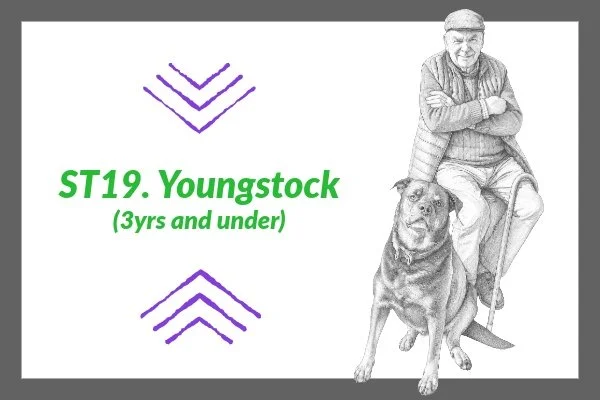 ST 19. Youngstock