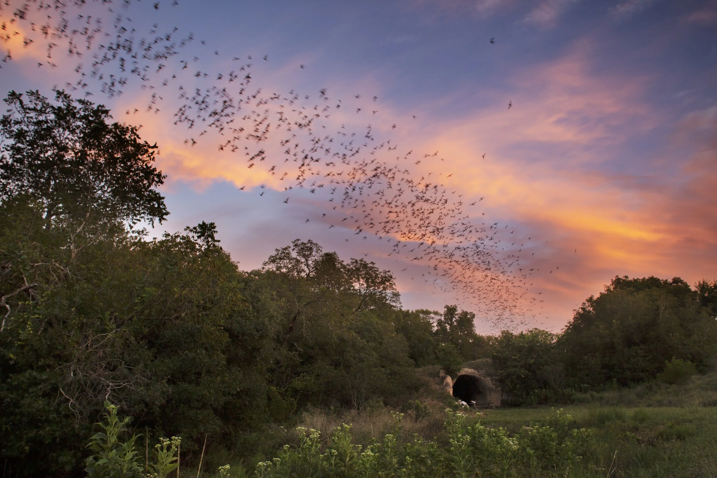 July 10 | Bat Emergence