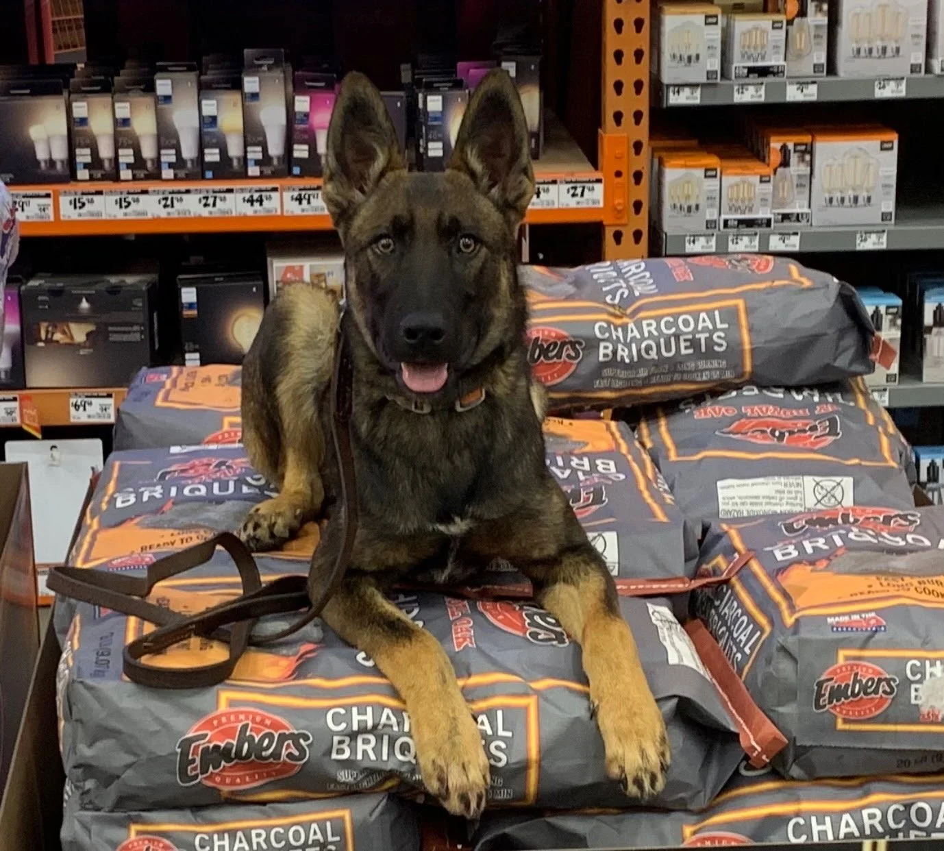 Gallery 3 — FlatTop K9 Dog Training Murfreesboro, TN