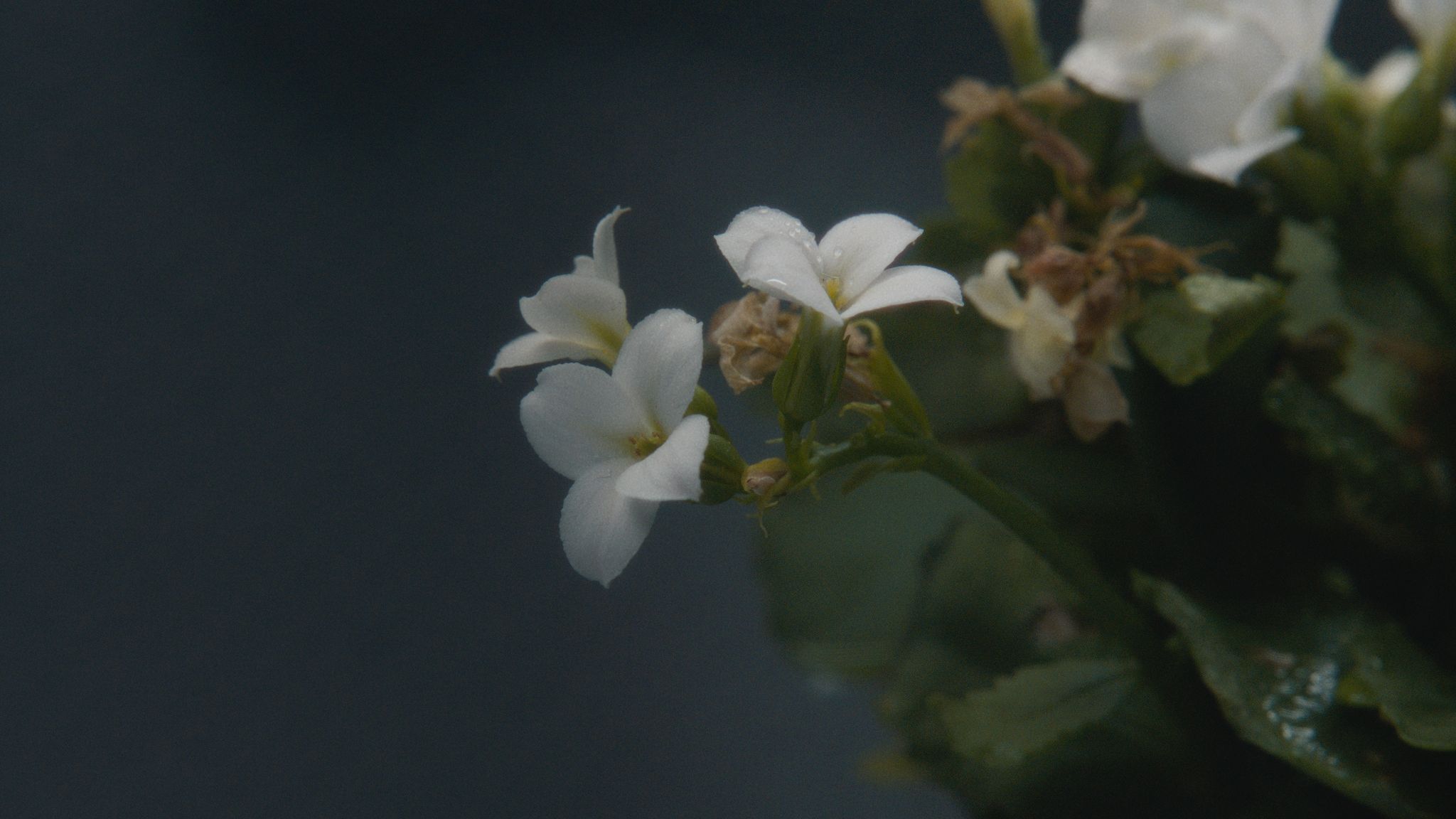 Still 2025-05-08 110744_1.55.1.png