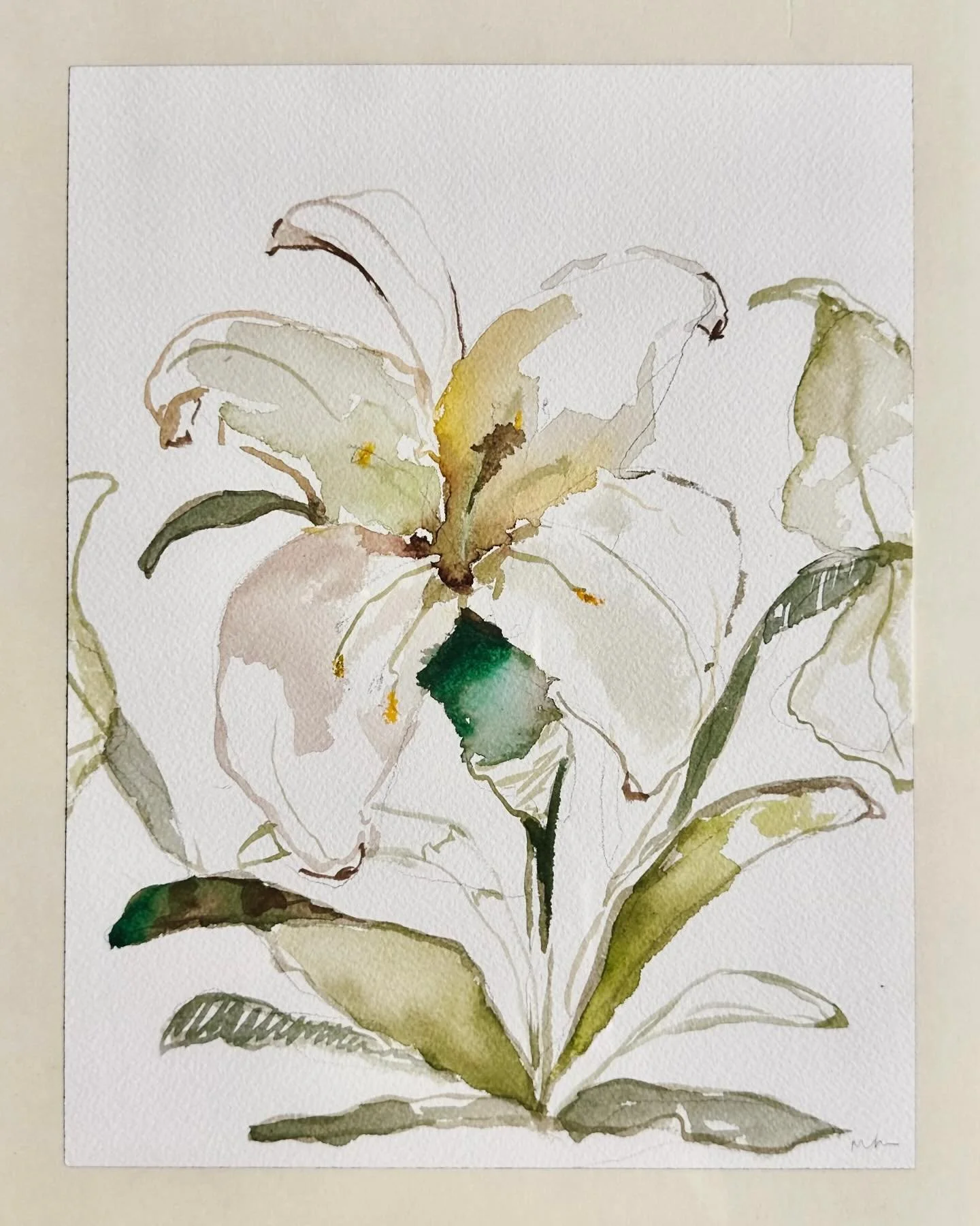 Fresh Easter lily 💛
