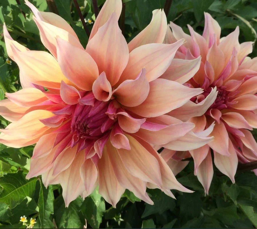 Grow Your Own Way at Painted Tulip