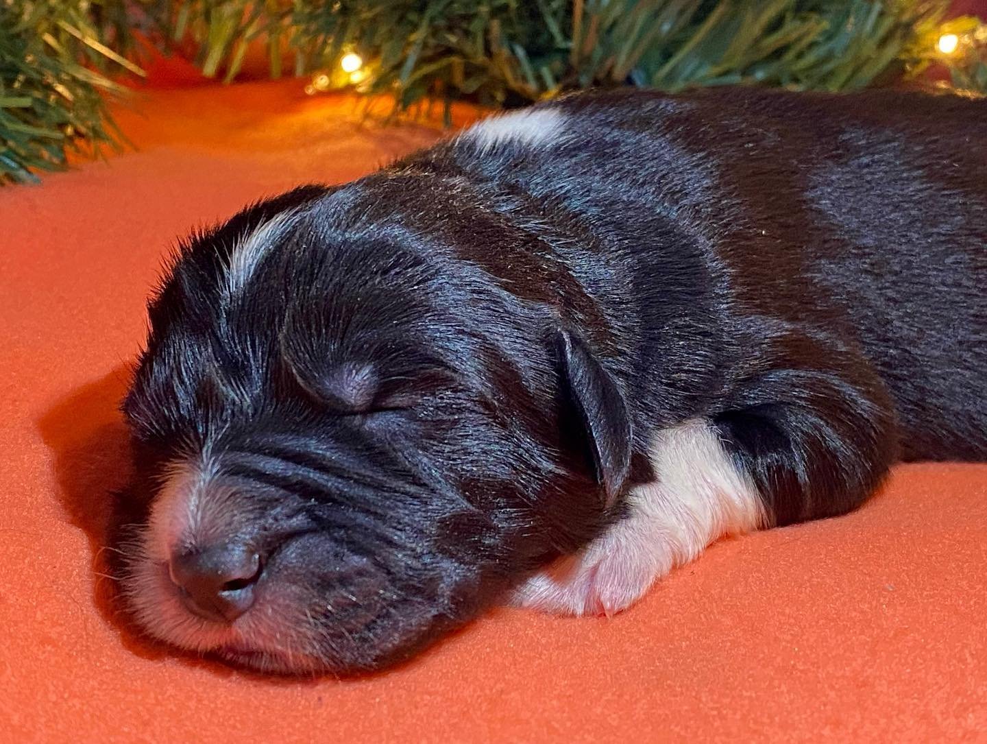 puppy 9.jpeg