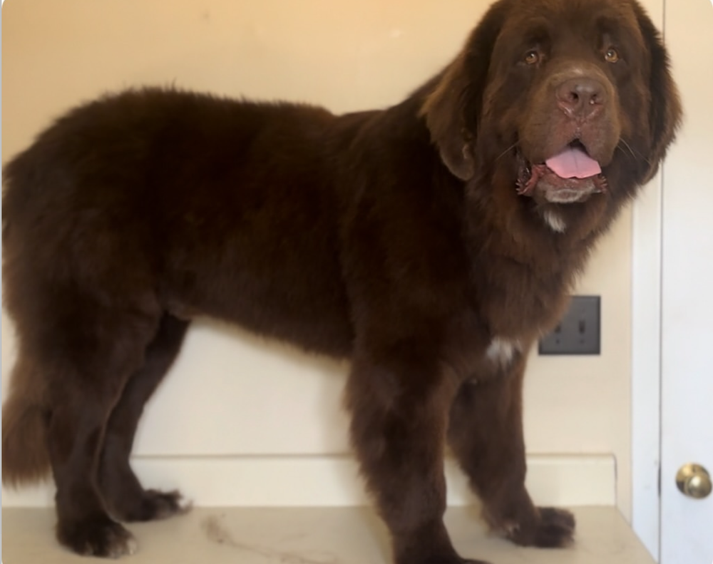 Screenshot 2024-11-20 at 1.31.28 PM.jpeg