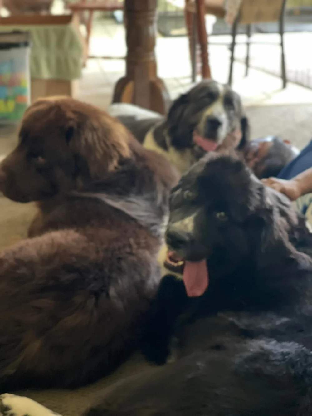 tez is in that pile somehwere.jpeg