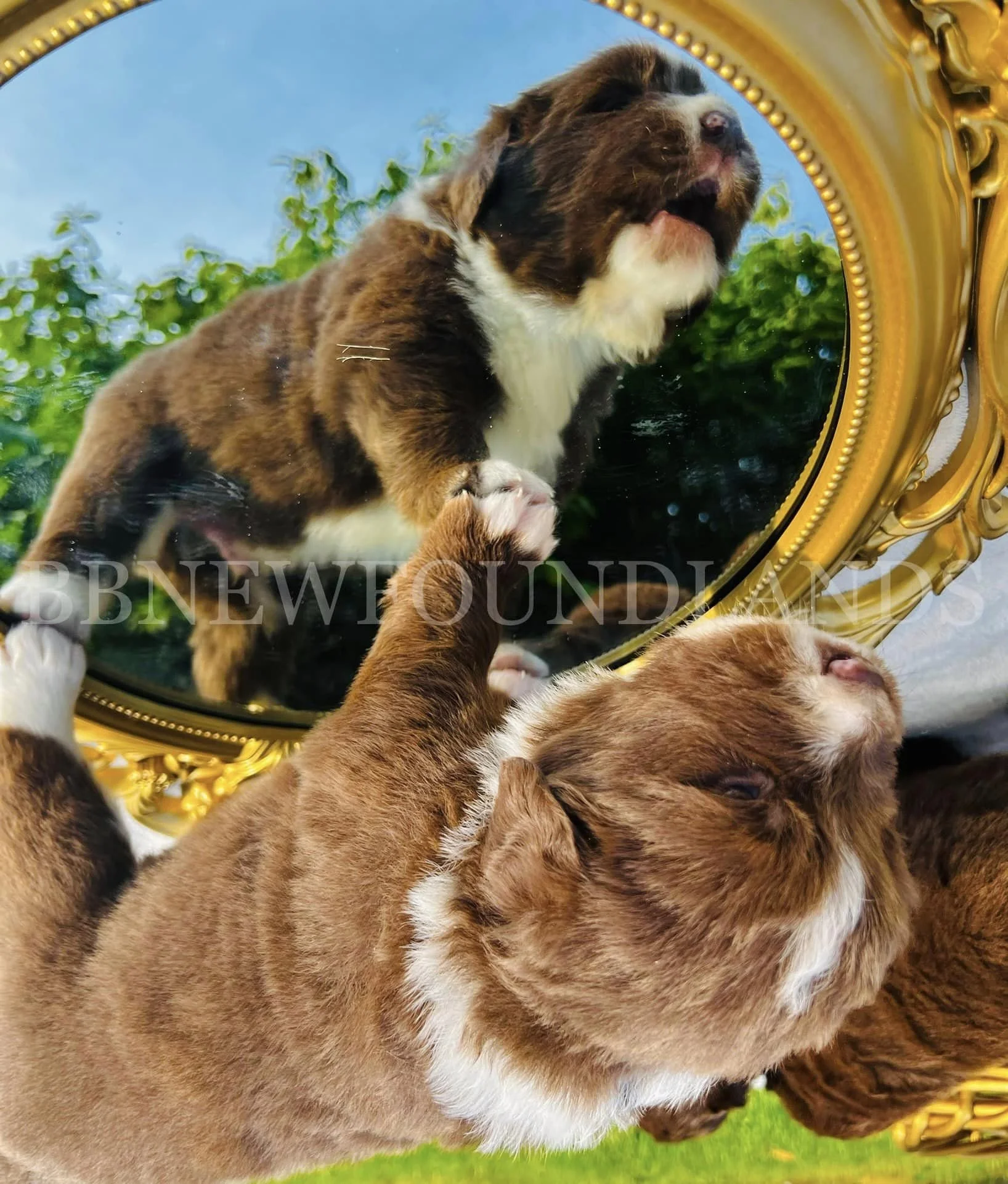 pups on mirror 2.jpeg