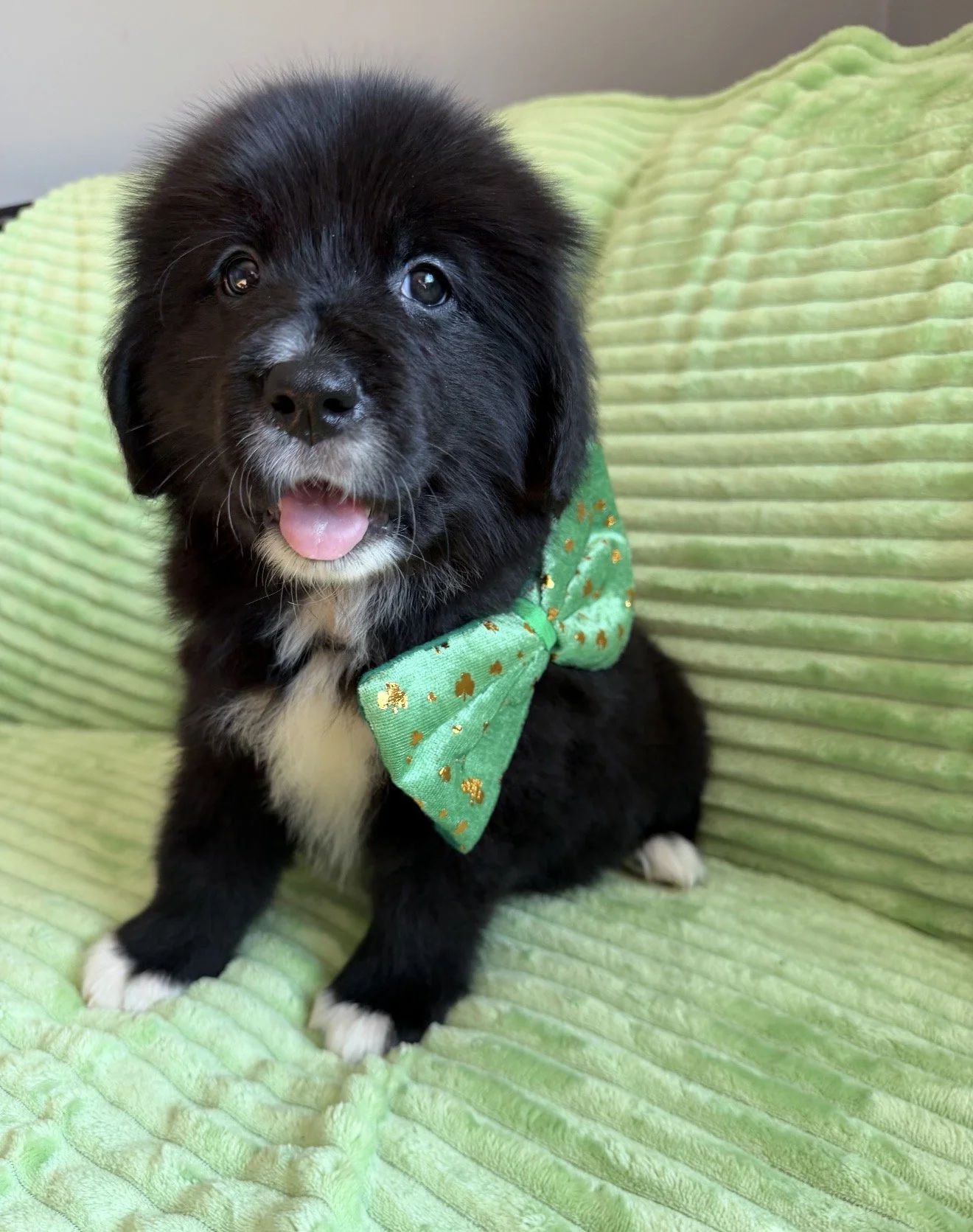 The “Pick” of the Litter