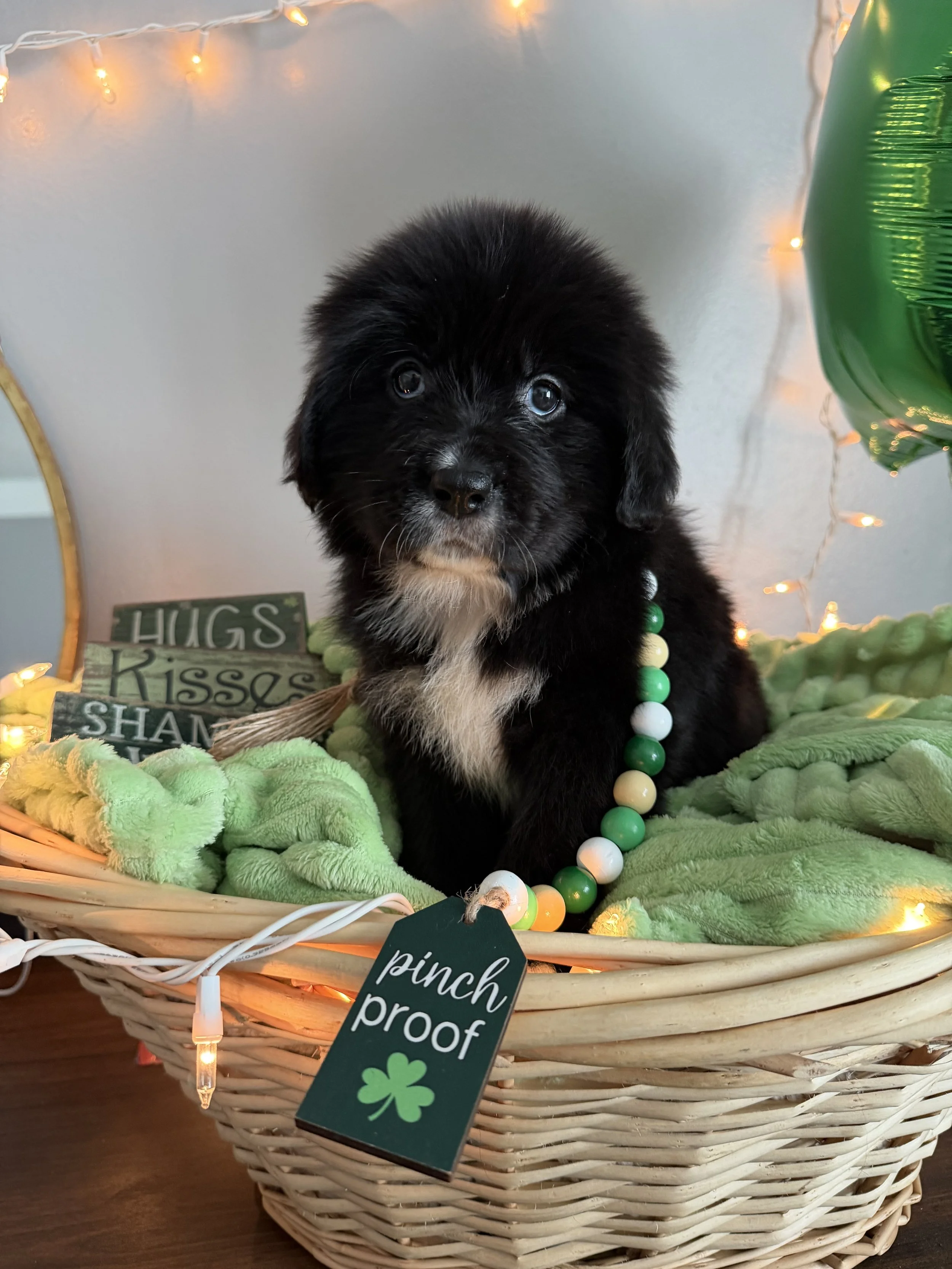 Vedette looking like love me.JPG