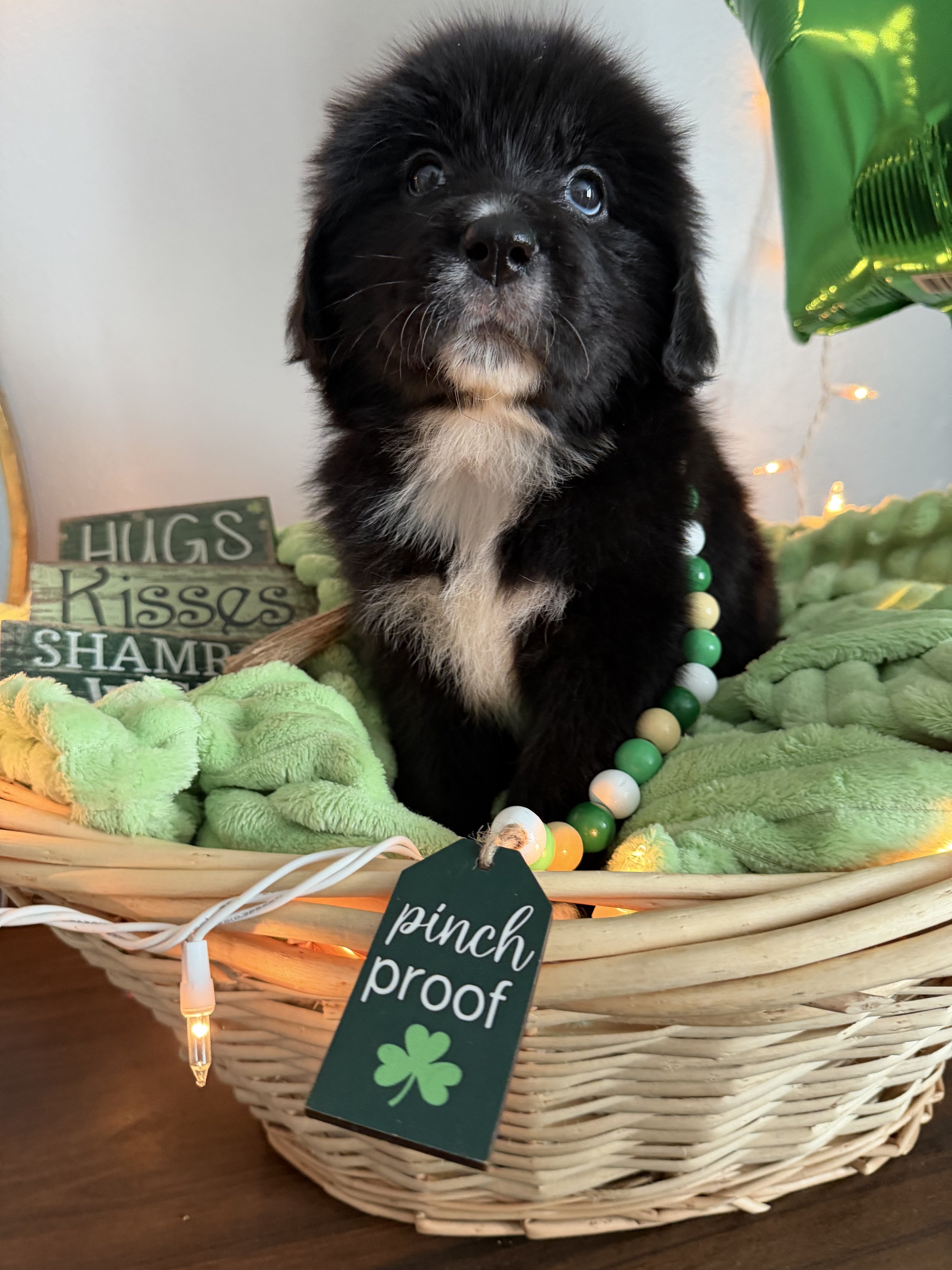 Vedette looking up like im cute.JPG