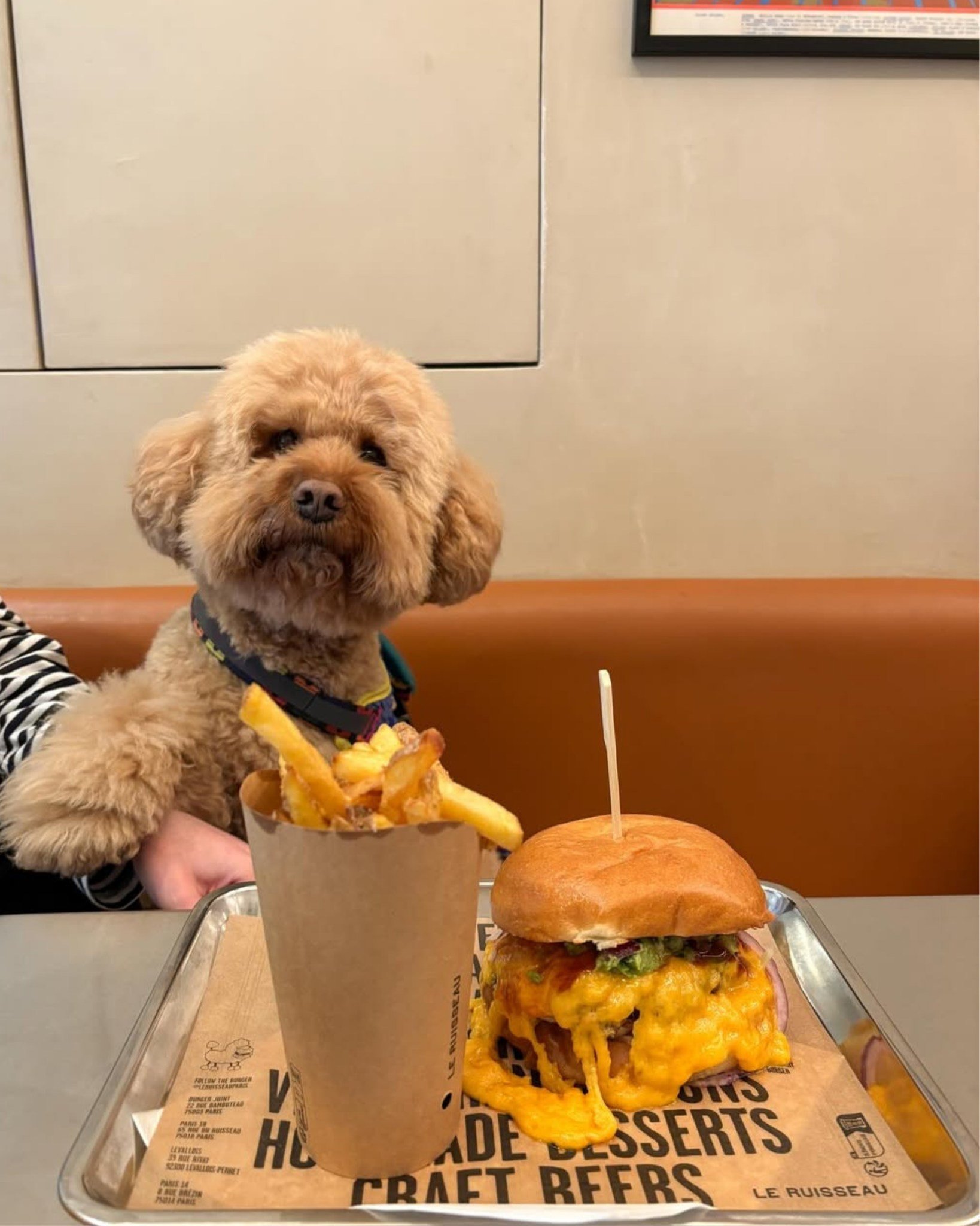 Dog &amp; cheese friendly 😍🍔 

@milorecommends