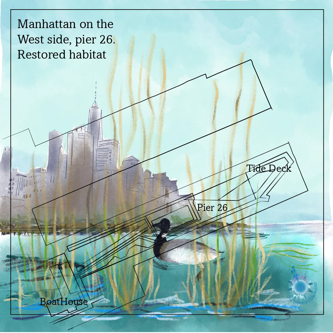 Illustration of Manhattan skyline on the West side near pier 26, depicting a restored habitat with tall seaweed, a person in a boat, and labels for boat house, pier 26, and tide deck.