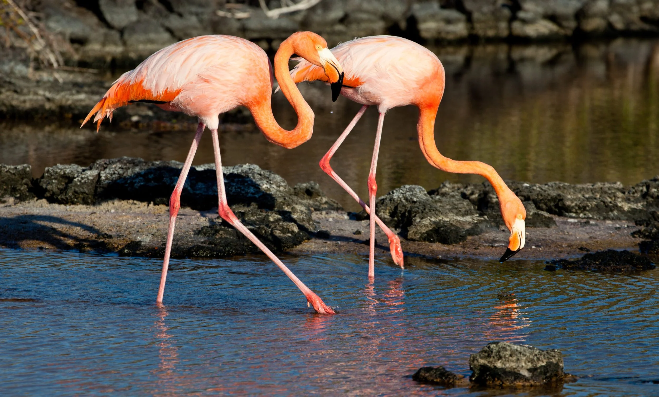 GALÁPAGOS ISLANDS: NATURE UNFILTERED