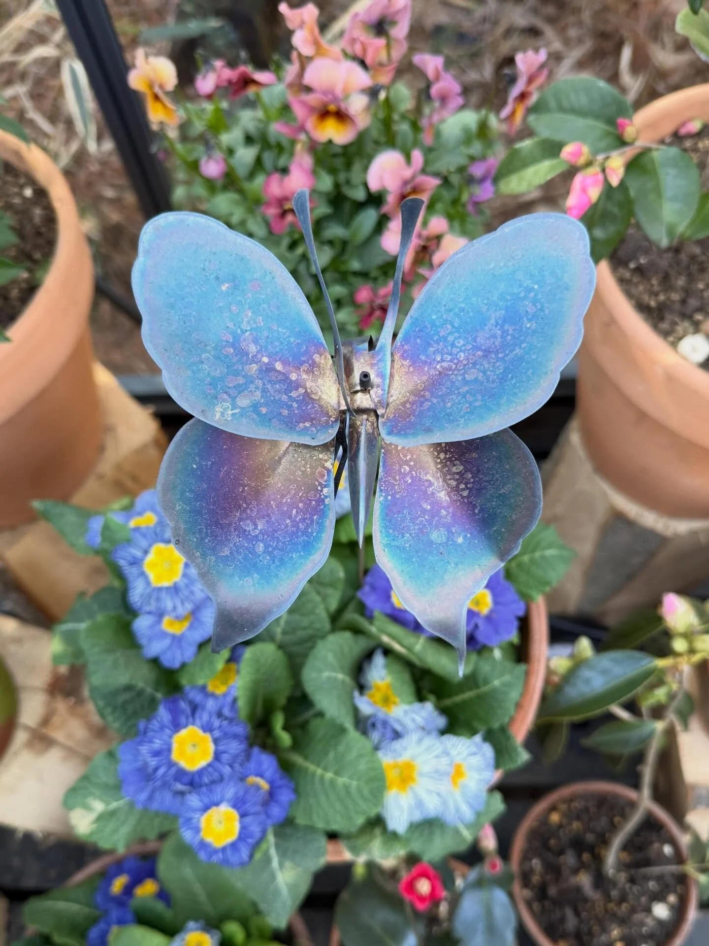 Ankommet til Japan og mine insekter har tilpasset sig deres nye smukke omgivelser i @nicolaibergmann_hakonegardens pr&aelig;cis s&aring; uforudsigeligt som man kunne dr&oslash;mme om.
En meget stor bl&aring;fugl sad pludselig der og vippede sammen me