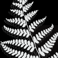 Copper Fern Productions