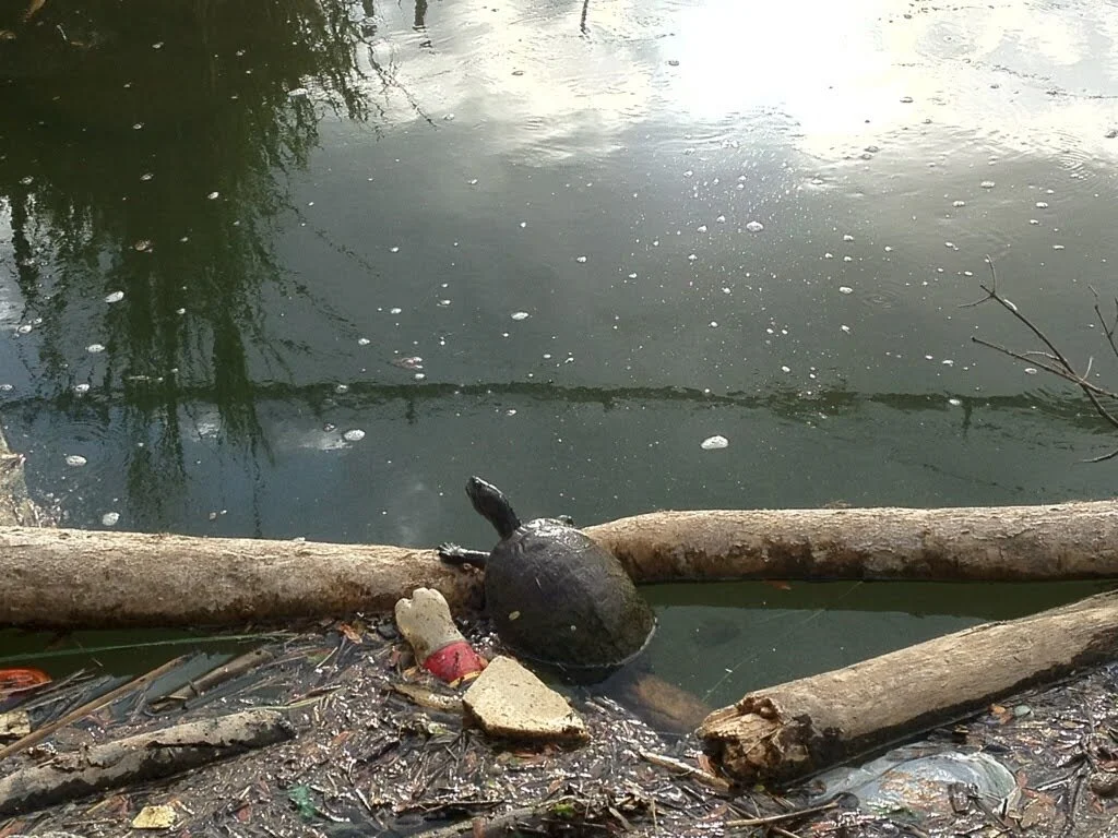 Small turtle between debris in Cayo Hueso, San Juan