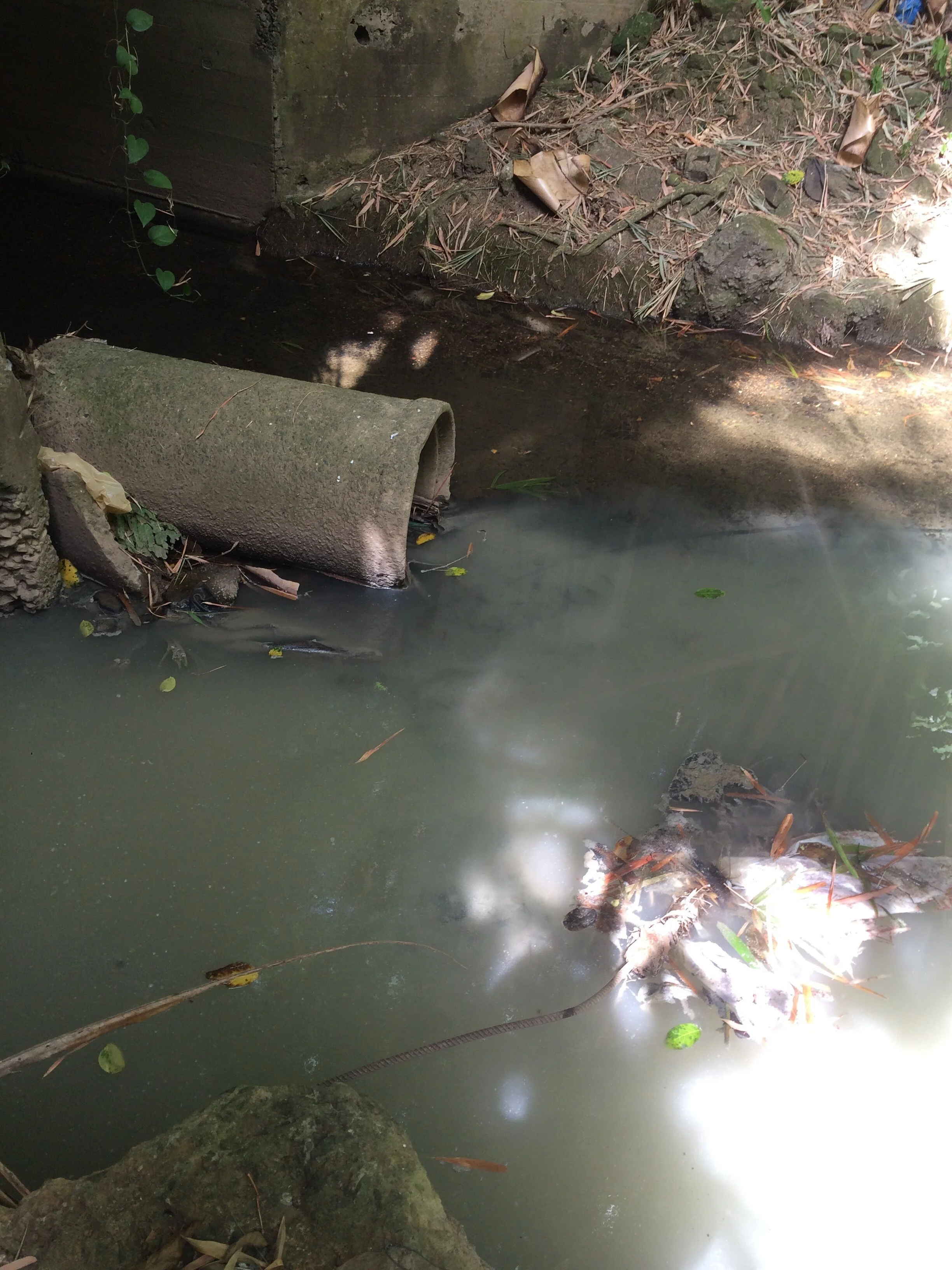 Illicit waste water discharge into Quebrada Mongil, San Juan
