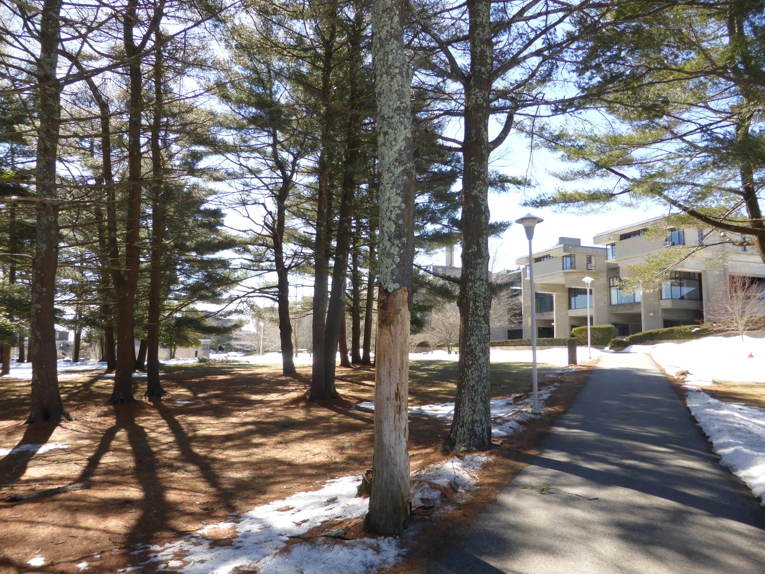 Copy of Approach Drive through Lots #1,#2, + #3.jpg