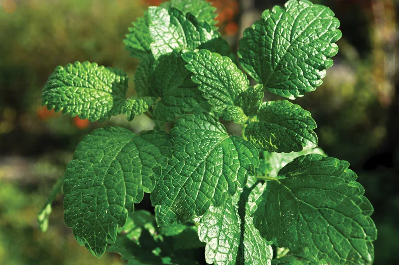 Peppermint (India) Essential Oil
