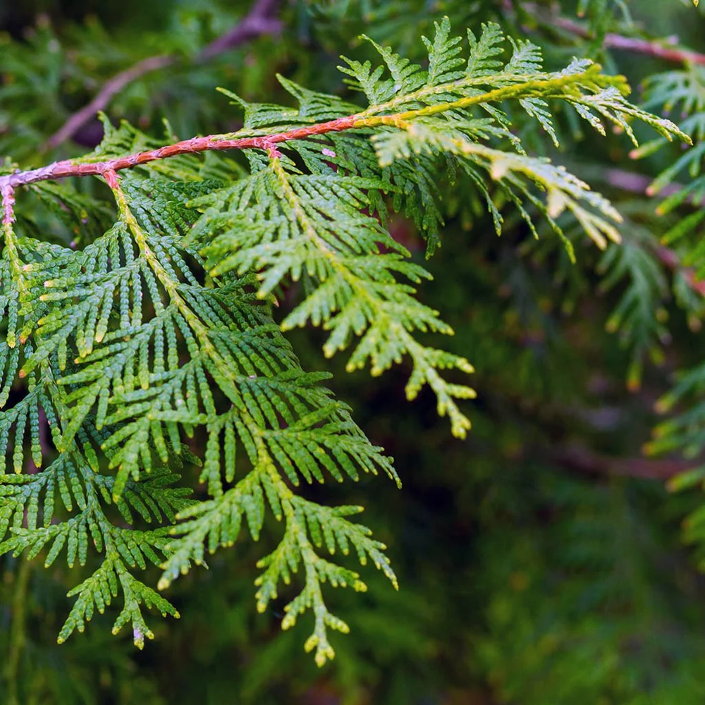 Pure Cedar Leaf (Thuja) Essential Oil | Thuja occidentalis | Wisdom of the  Earth  Hands of the Heart