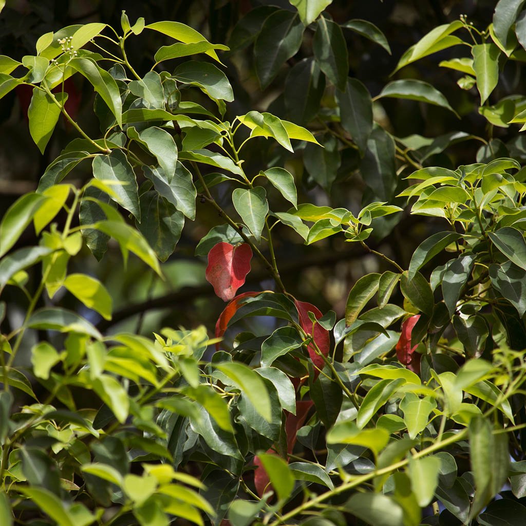 Ravintsara Essential Oil