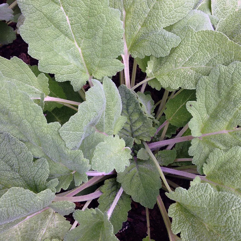 Sage (Clary) Essential Oil