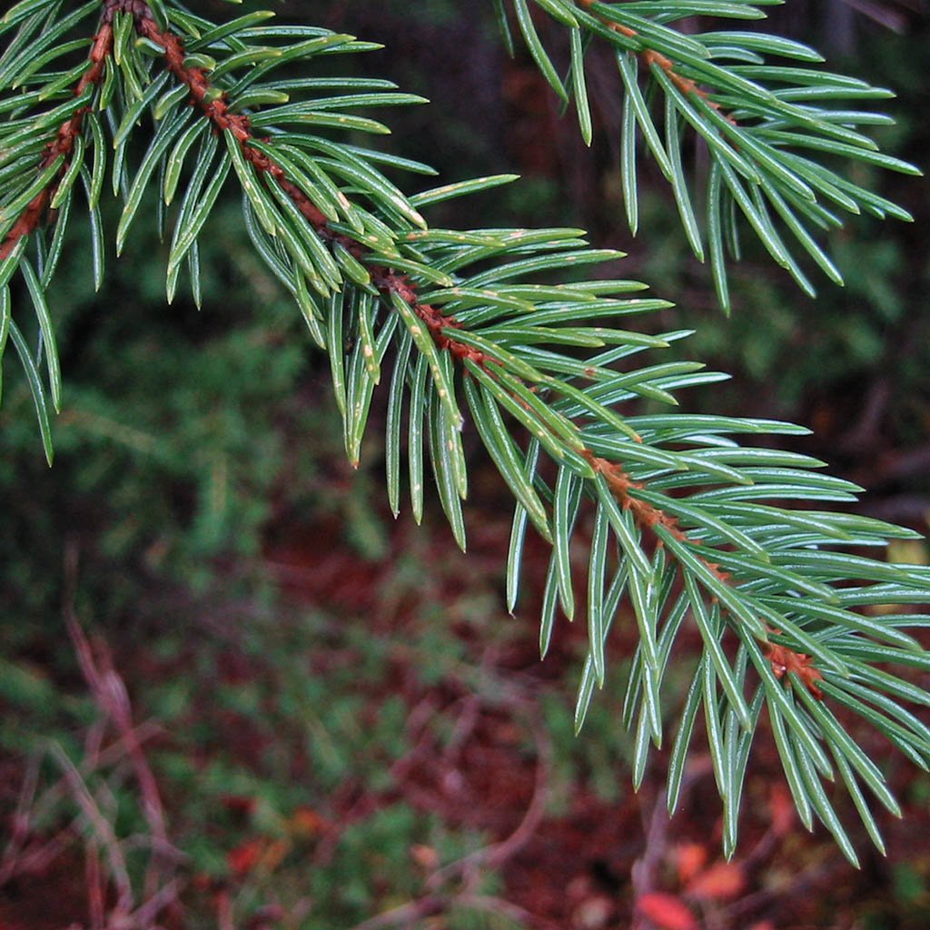 spruce_engleman_Picea_engelmannii.jpg