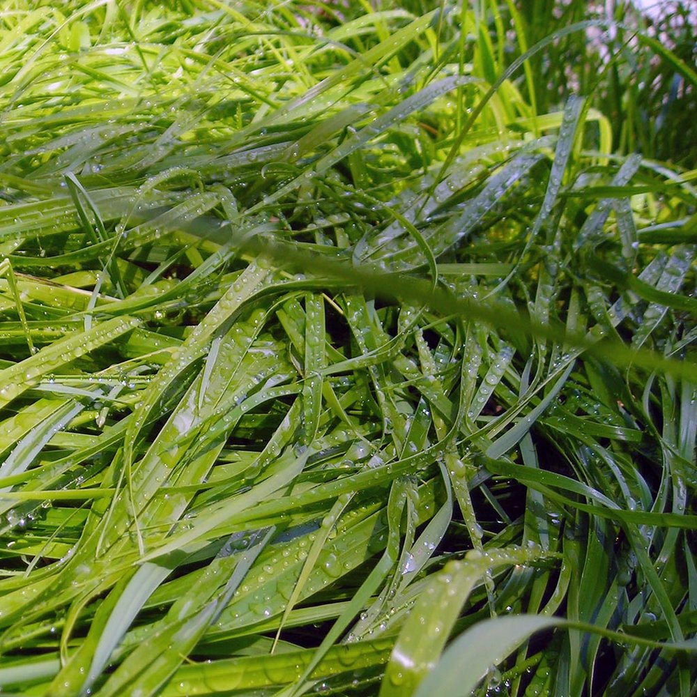 SWEET GRASS (Hierochloe odorata)