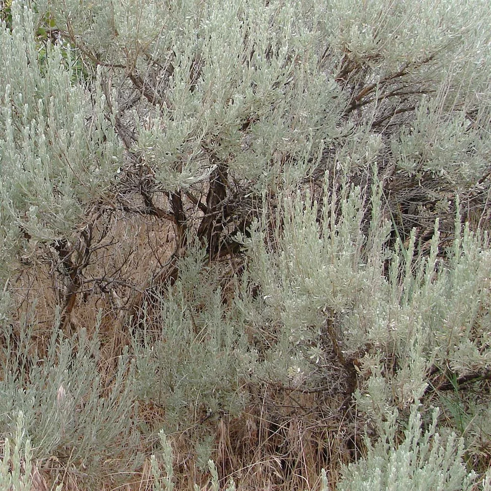 ute tobacco sage Purple (Salvia dorrii) in the Salvias Database they evoke associations with the earths geological layers and formations Salvia_dorrii