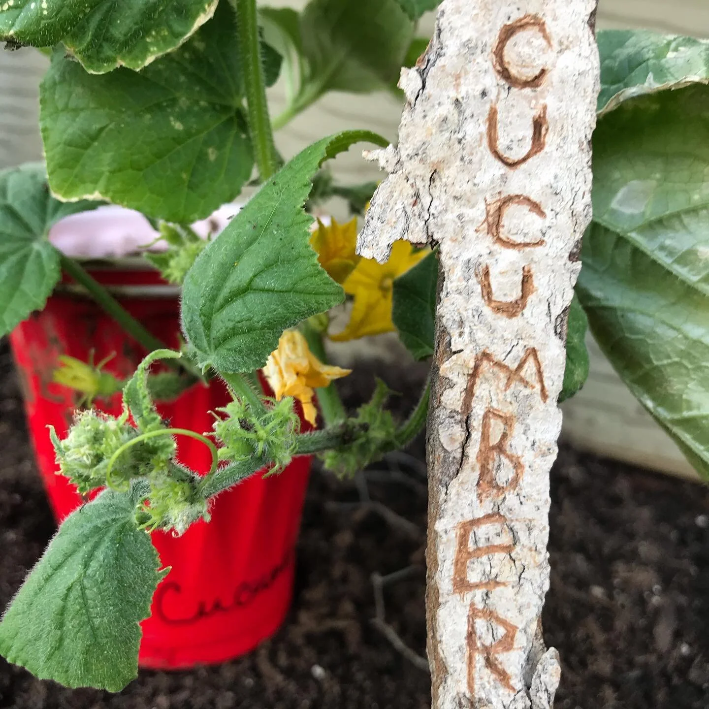 Bit of a departure from my usual ink and sketchbook, but I made these charming as hell garden tags for my best friend with fallen bark from her tree