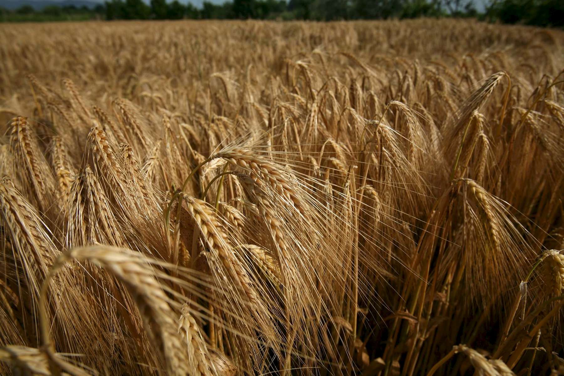 wheat-brown-1.jpg