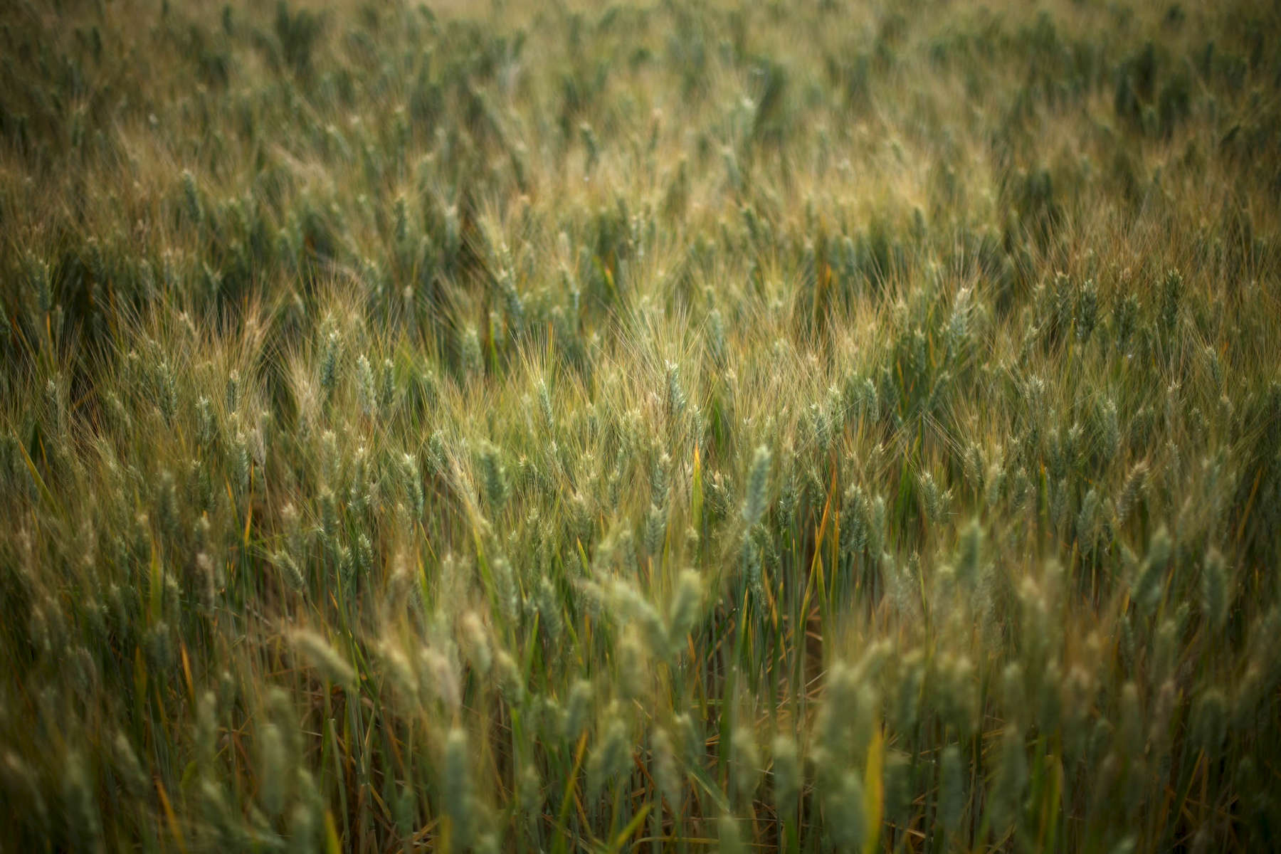 wheat-green-1.jpg