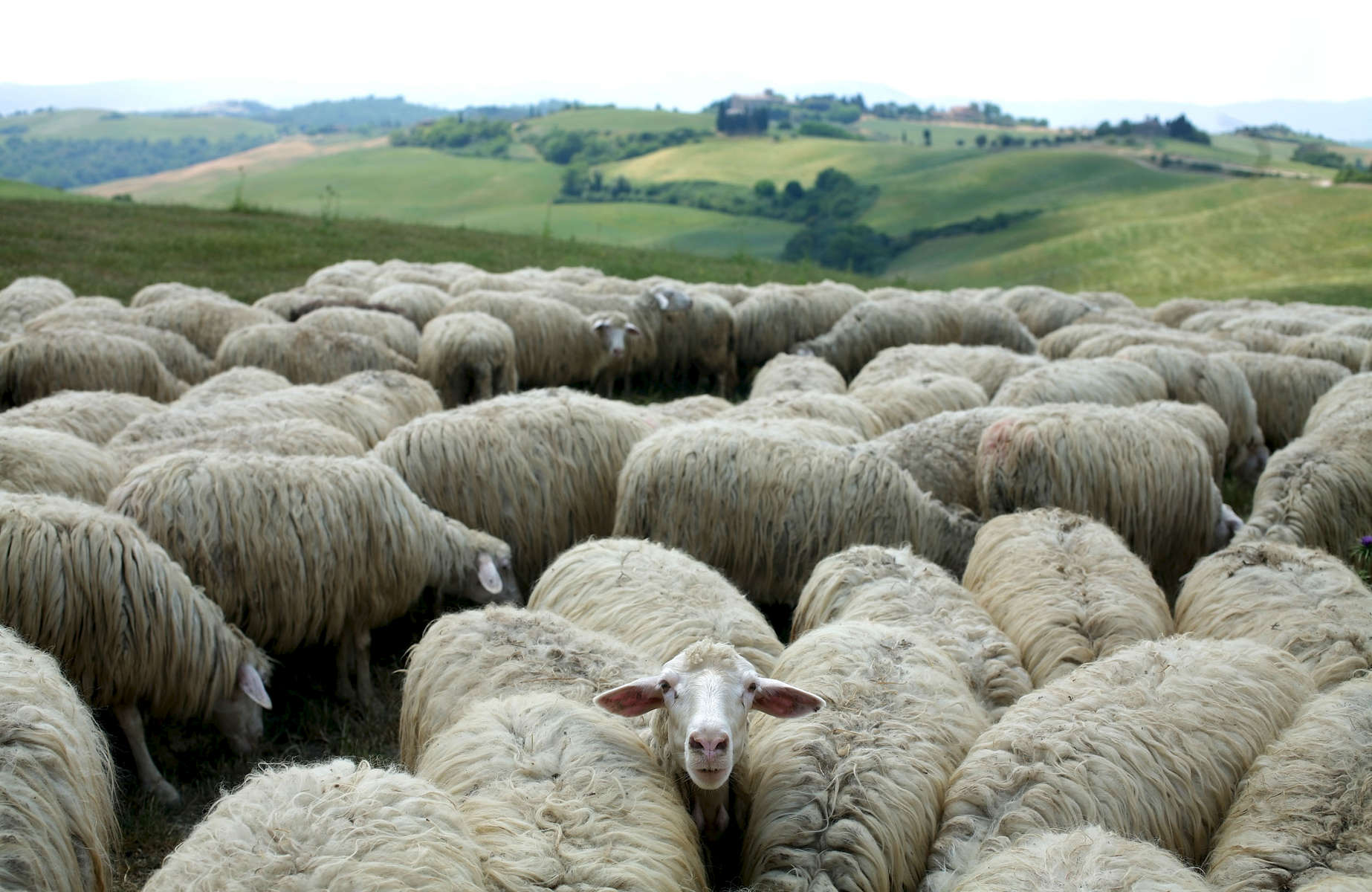 sheep-italy-flock-1.jpg