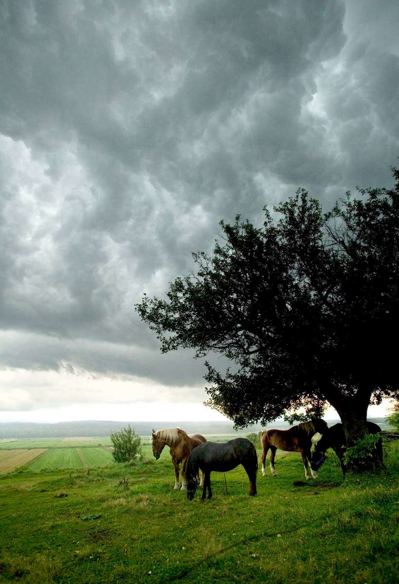 horse-pasture-storm-1.jpg