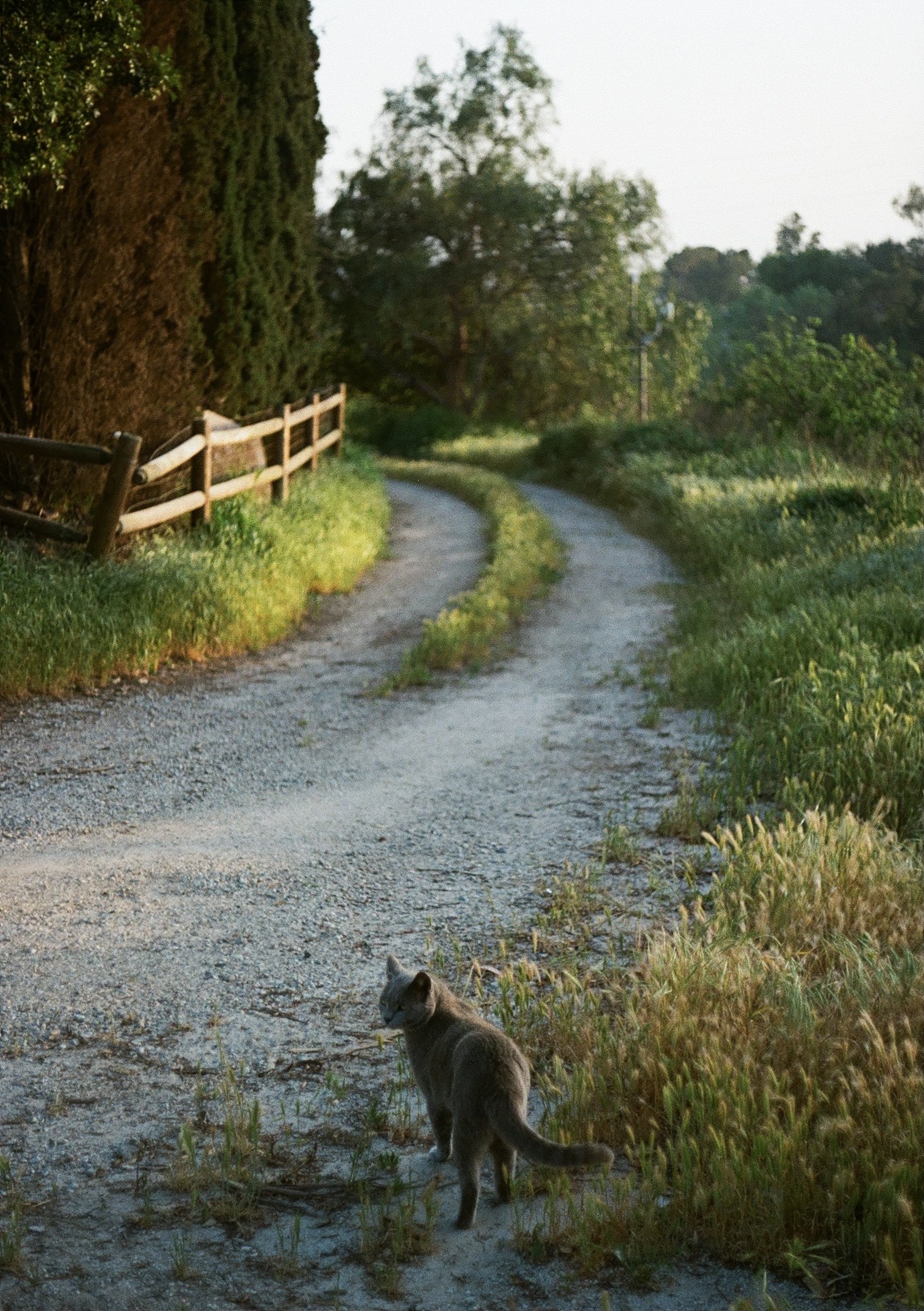 Rambos Road