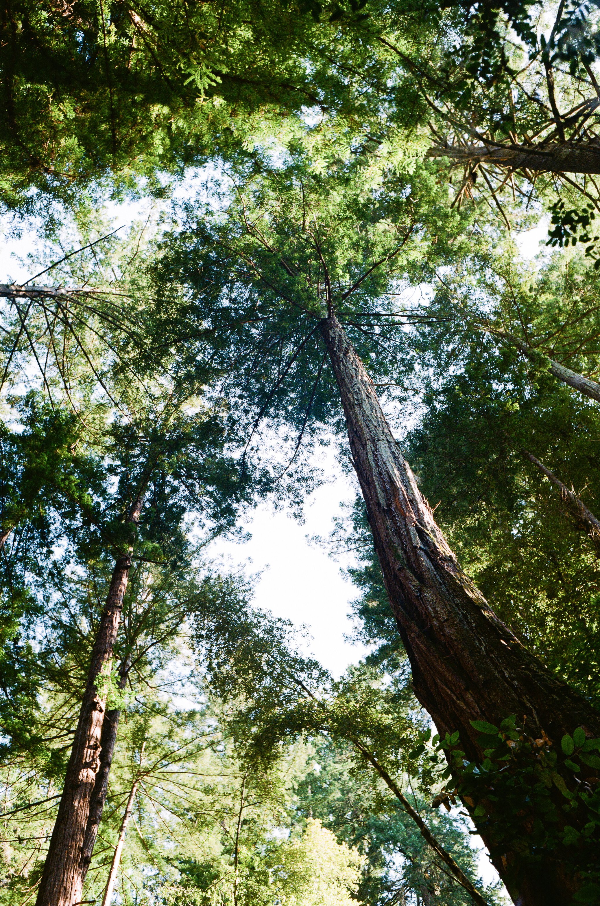 California Giant