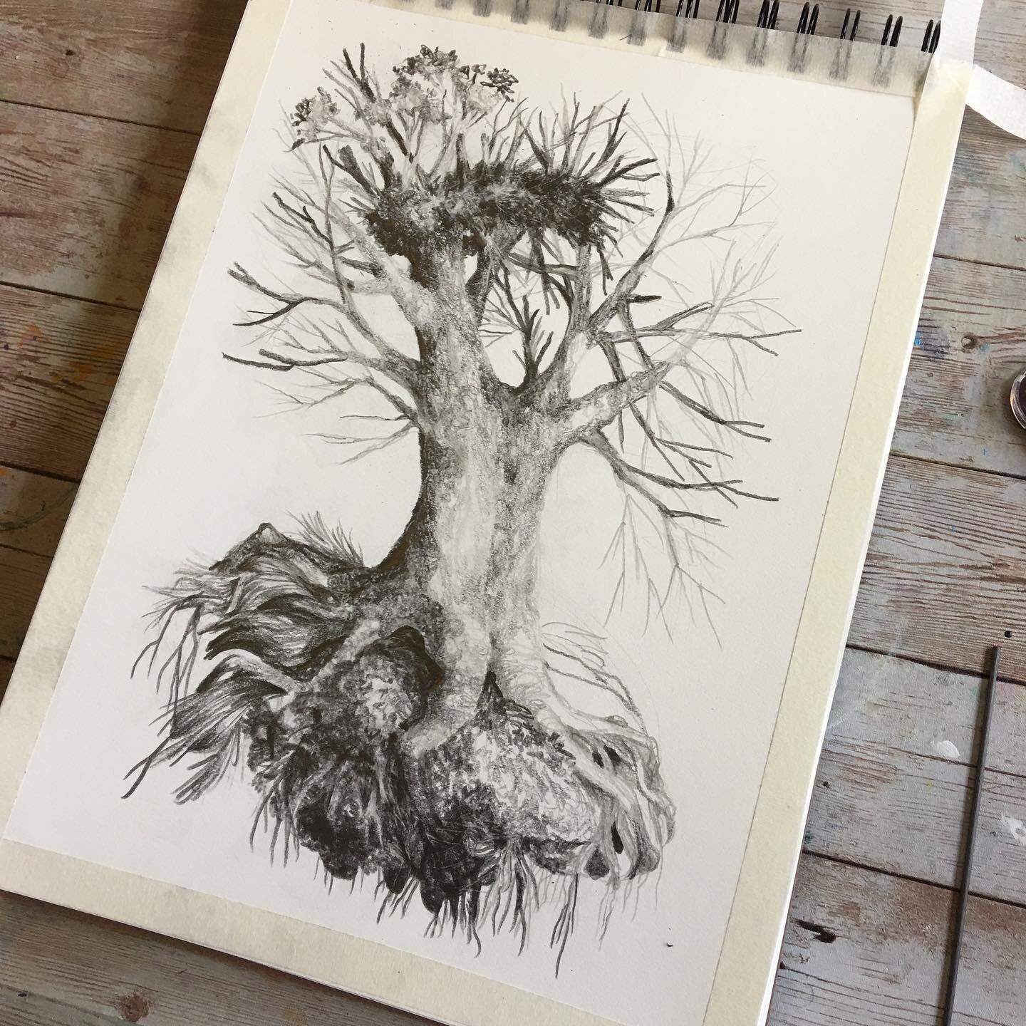 #graphite #trees #treedrawings #treedrawing #sketchbook #pencil #stonehengepaper #sketching #meditativedrawing #artist #landscape #study #blackandwhite