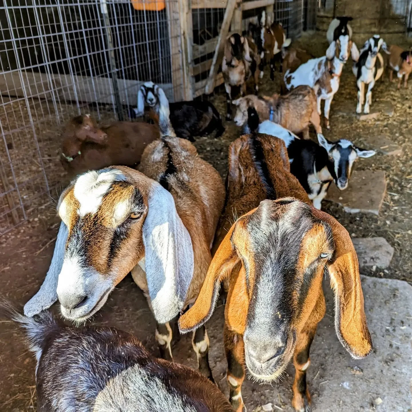 Goat breeding season is a wrap! All of the girls are confirmed bred, and we are counting down the days until spring babies! We have 15 nubian and mini nubian does who are bred, so we are expecting around 30 mini nubian kids in Jan-Apr next year. 😳 
