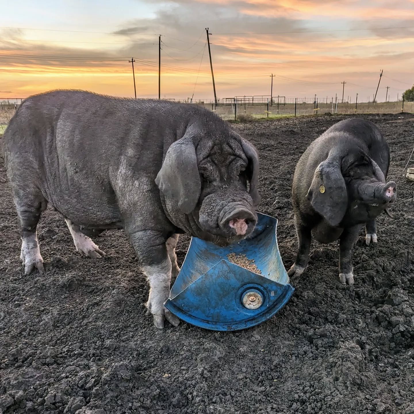 Love is in the air 💕 (in the pig pens at least)

Our breeding pairs are penned together and we are watching and waiting to mark due dates. For more info on these pairs, check out our website!
Pic 1: Abraham and Katara
Pic 2: Isaac and Yue (Yue isn't