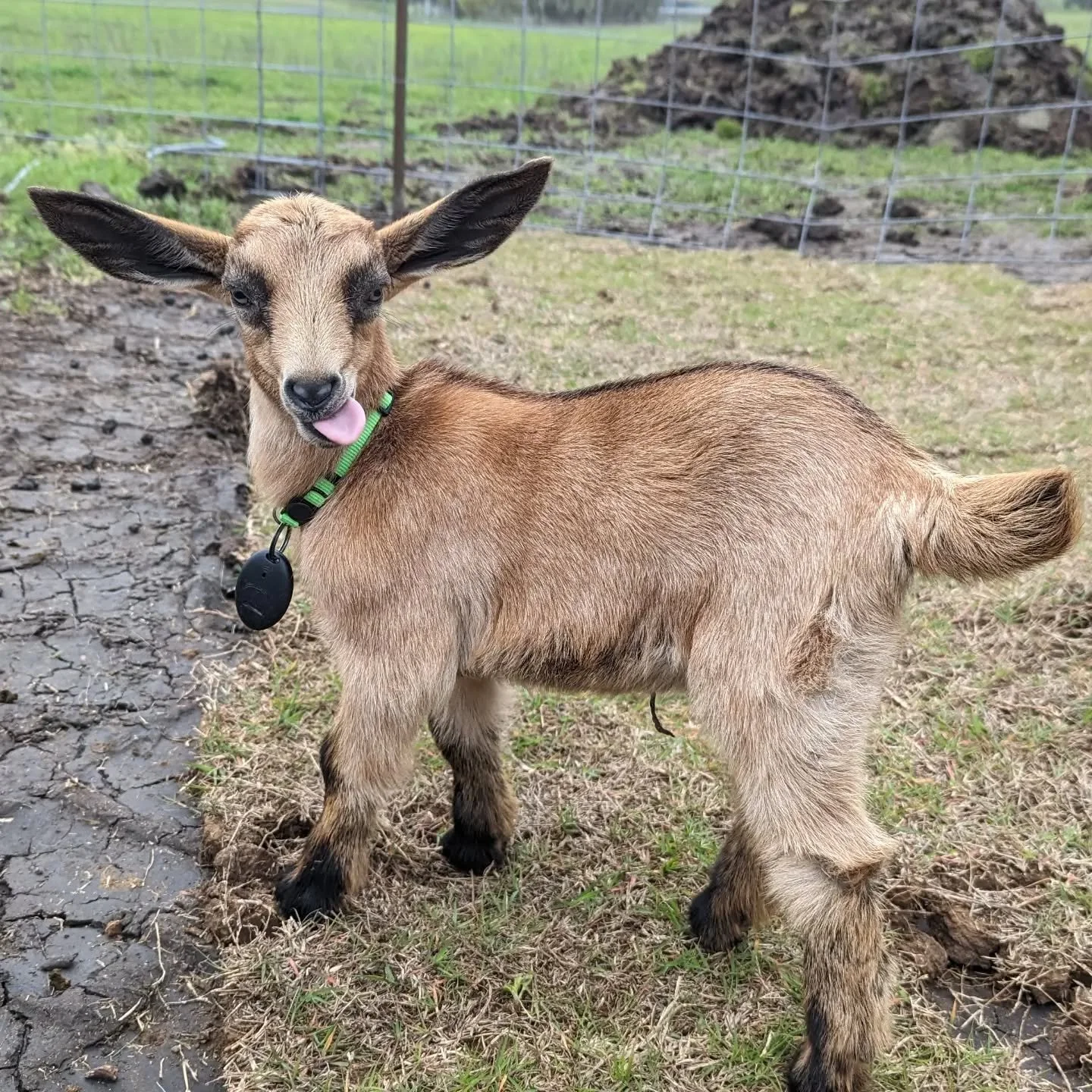 #funnyanimals #mininubian #goatbaby #goatsofinstagram