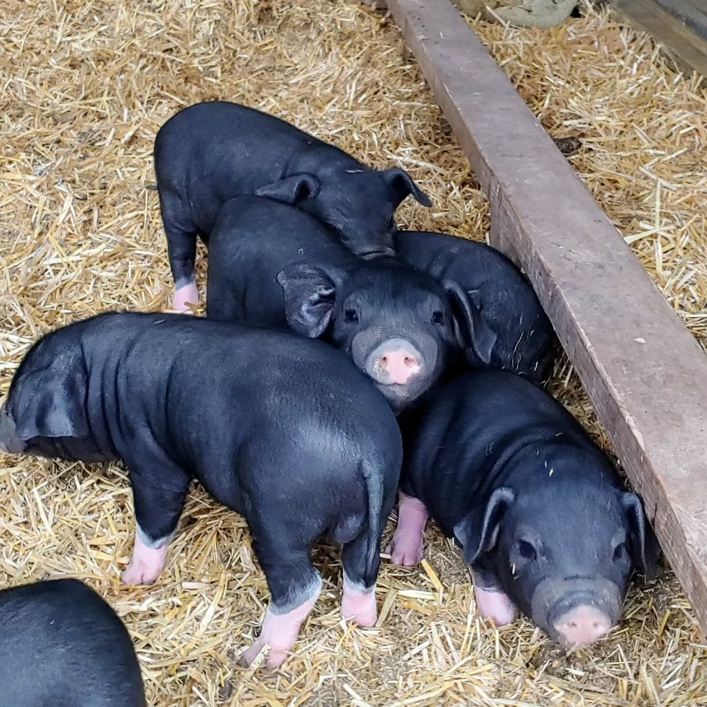 What is cuter than one ear up and one ear down? This little girl is adorable!

#meishanpiglets #makeminemeishan #cuteanimals #floppyears