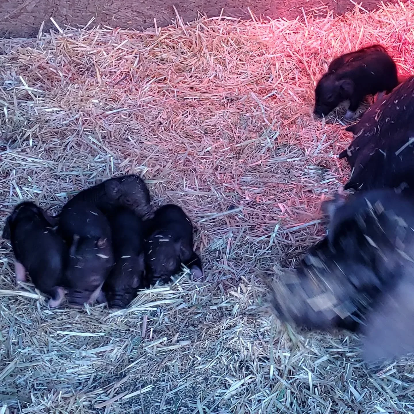 Some days are hard. We are so incredibly thankful for these healthy piglets! But when things don't line up with your expectations, it can be hard to FEEL thankful.

We have had a rough few months with pig pregnancies. One of our sows miscarried her l
