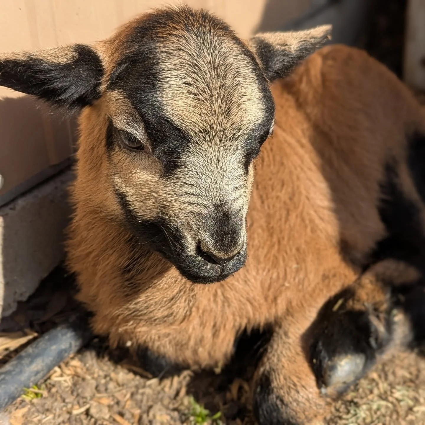 This cutie totally surprised us when she was born! Check out the video here ➡️ https://youtu.be/FbHpt1Ft6bI?si=EMdndgYpCY8ruZf_