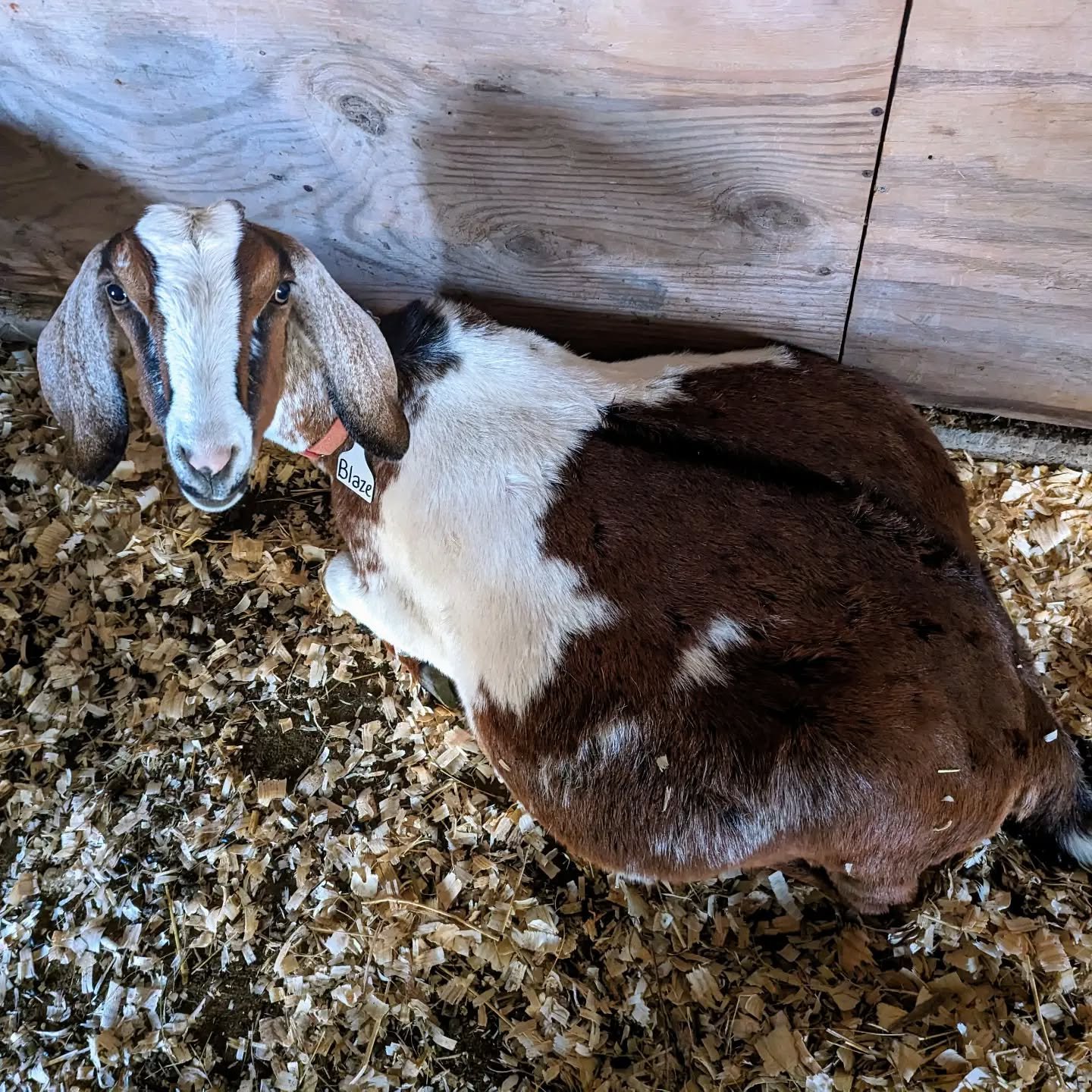 This poor mama still has almost 2 months to go! Blaze is our resident overachiever - typically having 4 babies each year! 😱 Her belly has more growing to do, but we are counting down the days until kidding season begins!

#mininubian #countdown #pre