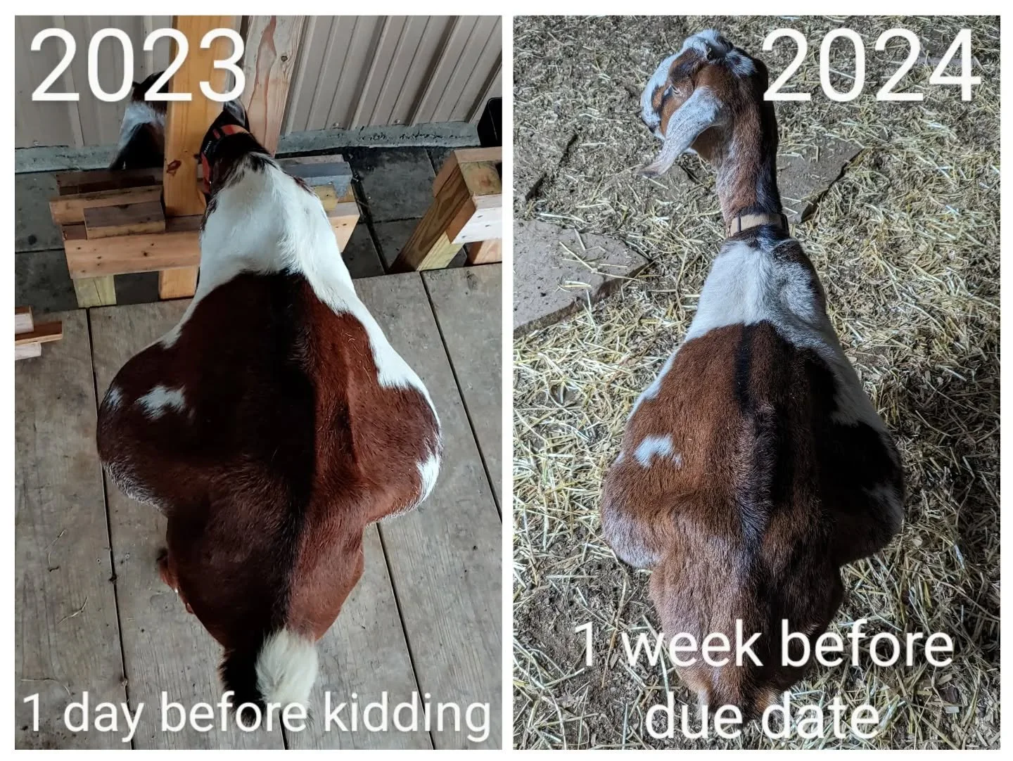 Well, poor Blaze is a bit smaller this year than last year. Fingers crossed she only has THREE babies in there instead of FOUR (like she had in 2024).