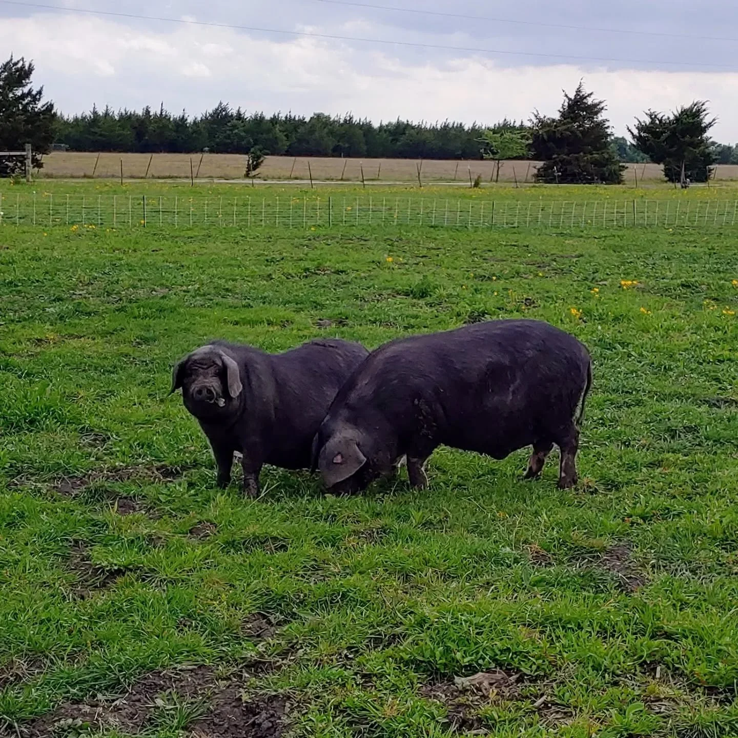 Today is the best kind of day - new pasture day!

If anyone ever told you pigs don't graze, they lied to you. (Or they need to hear about the Meishan!)

#grassfedpork #meishanpork #makeminemeishan
