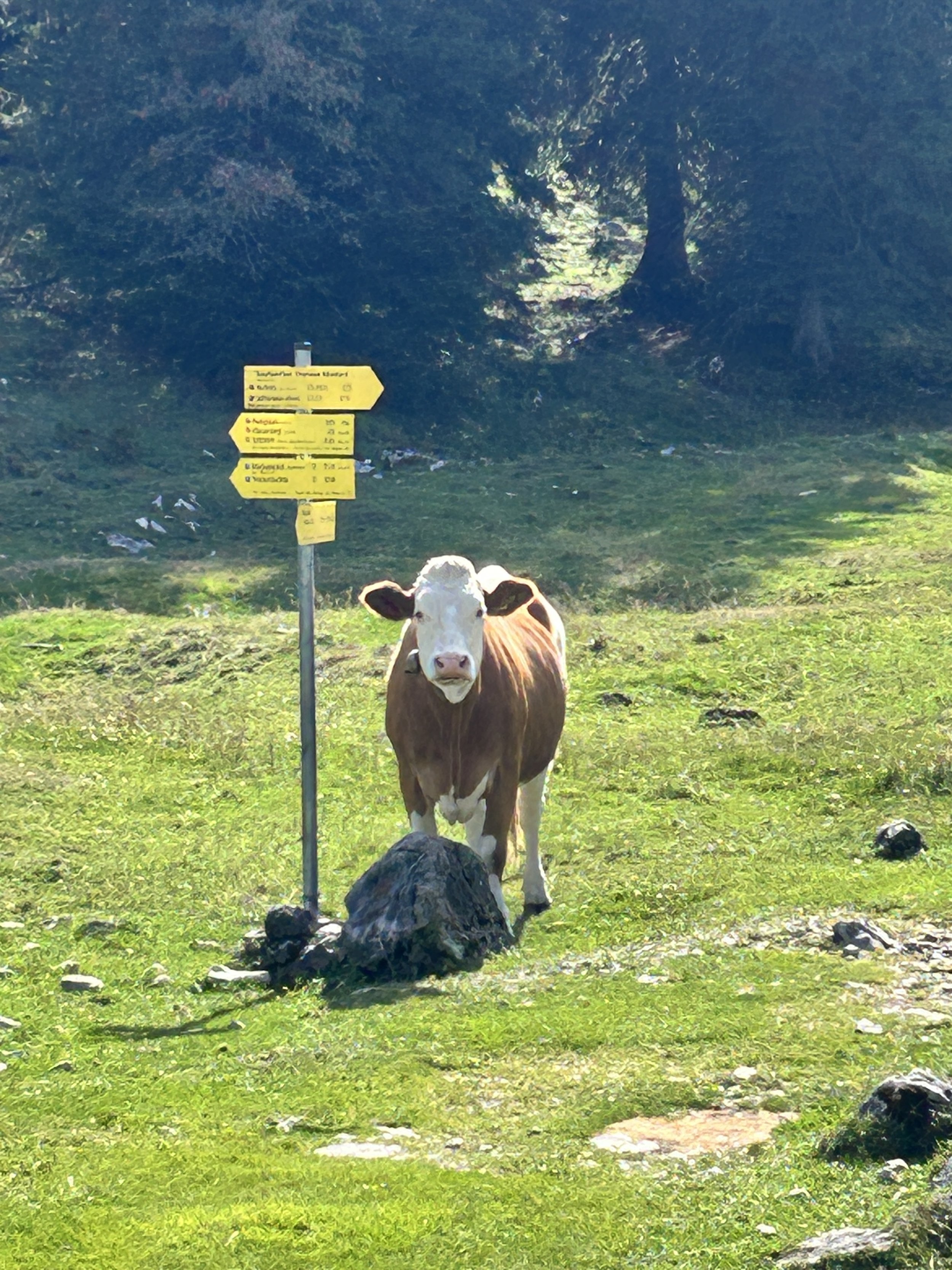 Cow on trail
