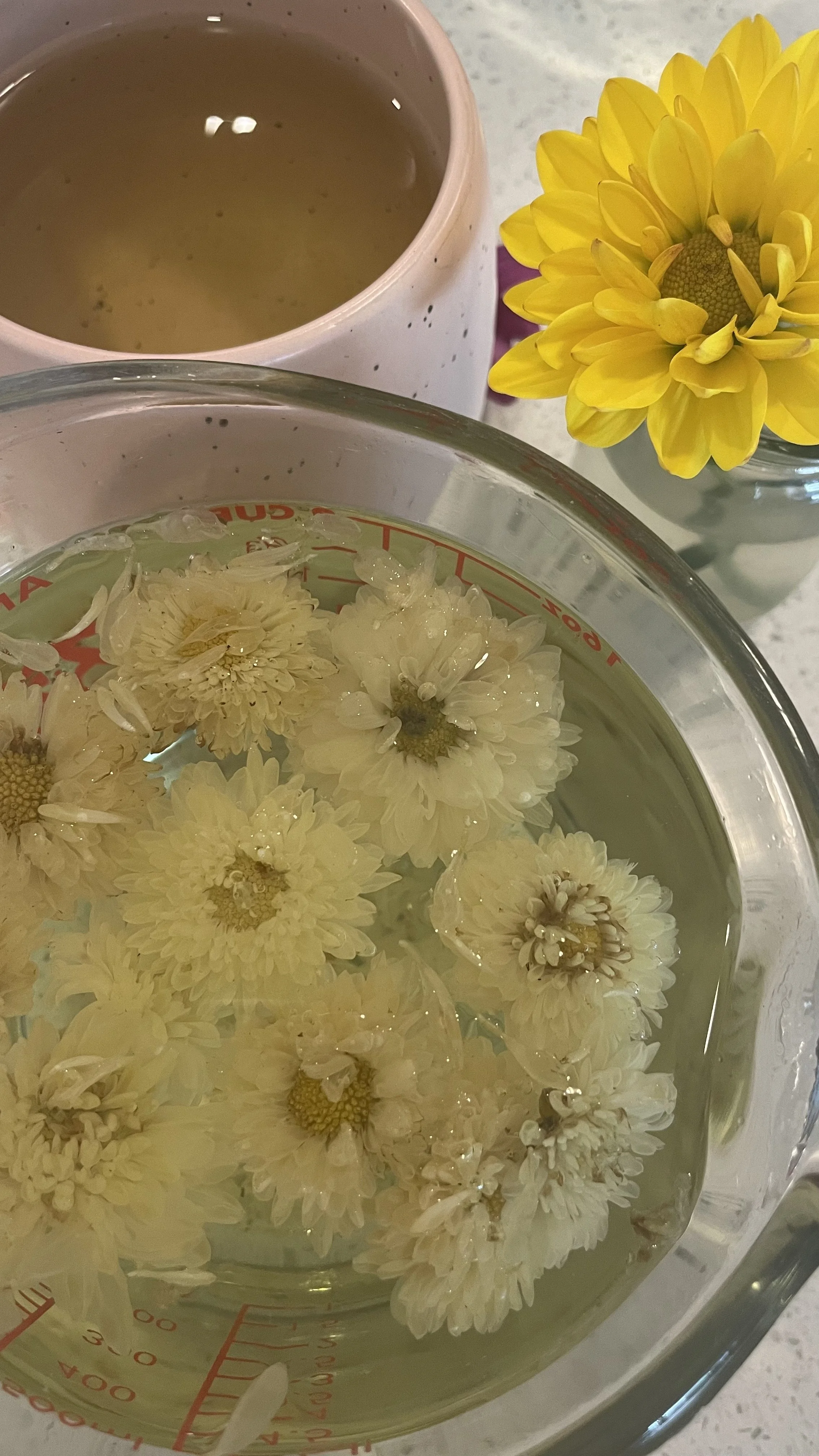 chrysanthemum.jpeg