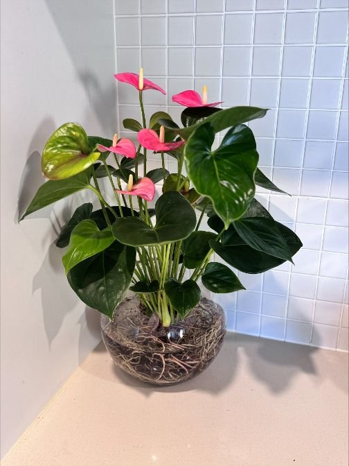 Anthurium pink1.jpeg