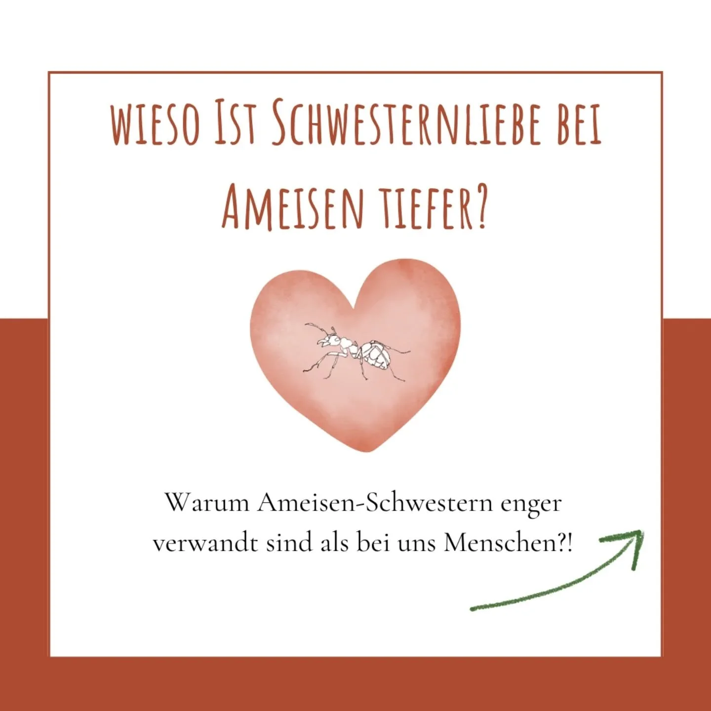 🧬 Schwesternliebe bei Ameisen geht wortw&ouml;rtlich tiefer. 🐜💛
W&auml;hrend wir Menschen mit unseren Geschwistern zu 50 % verwandt sind, teilen Ameisen-Schwestern ganze 75 % ihrer Gene miteinander.

Warum?
Bei Ameisen &ndash; und &uuml;brigens au