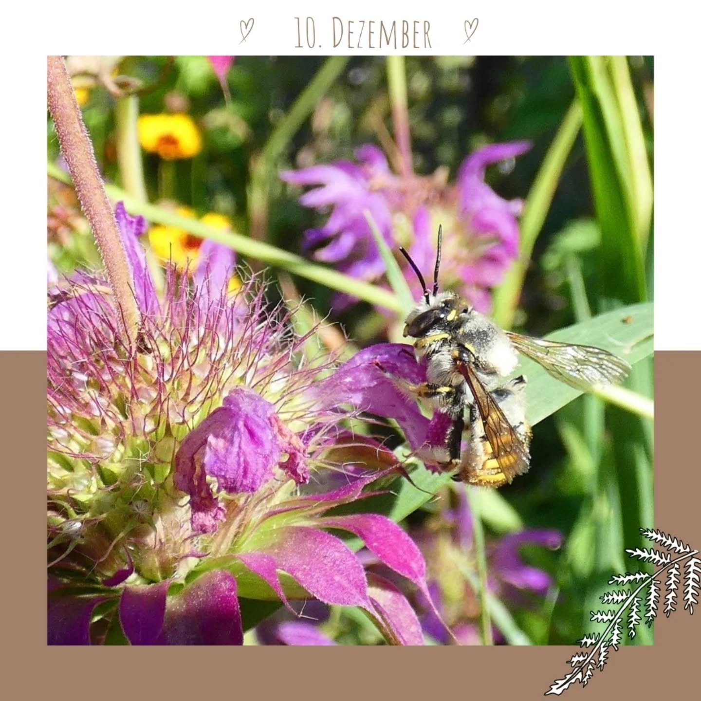 Heute stelle ich euch einer meiner absoluten Favoritinnen vor: die Wollbiene 🐝💛
Warum ich diese Gattung so liebe? Die Weibchen sammeln tats&auml;chlich Pflanzenhaare, um ihr Nest weich auszupolstern &ndash; und ja, beim Ernten sieht es wirklich so 